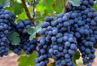 ���Ѿ�Ʒ�N�c���ǣ�һ��