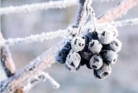 �}�}��ѩ�����ѾƵ��P(gu��n)ϵ