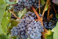 ���ѵ��@�ӡ���˪�����˽����